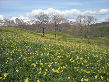 foto 3 Aluguer de frias entre particulares Besse - Super Besse studio Auvergne Puy-de-Dme