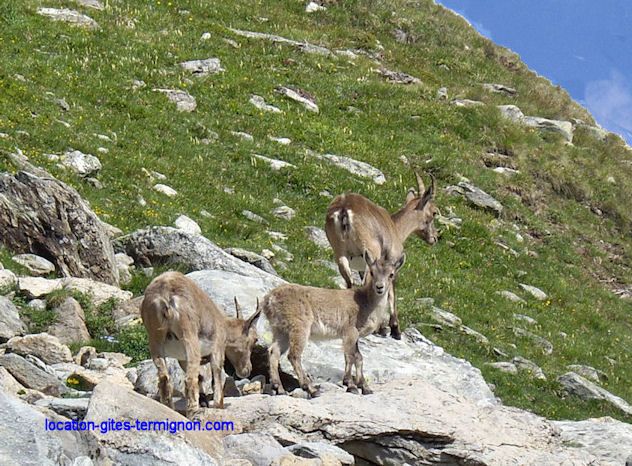 foto 12 Aluguer de frias entre particulares Termignon la Vanoise appartement Rdano-Alpes Sabia