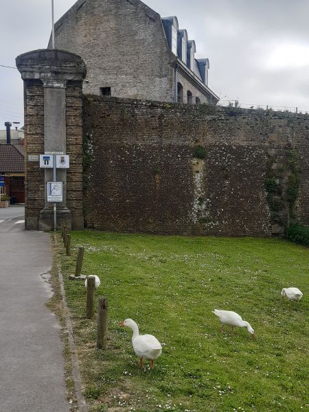 foto 22 Aluguer de férias entre particulares Bergues maison Nord-Pas de Calais Nord Outras