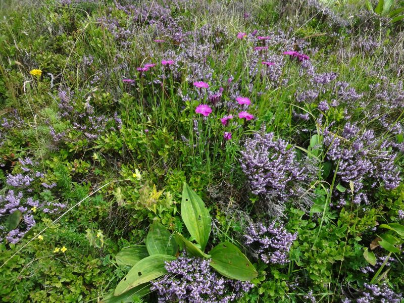 foto 22 Aluguer de férias entre particulares Vic-sur-Cère gite Auvergne Cantal Outras