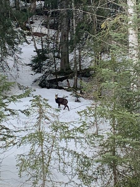 foto 6 Aluguer de frias entre particulares Morillon Grand Massif appartement Rdano-Alpes Alta Sabia