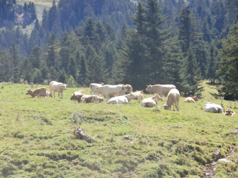 foto 27 Aluguer de férias entre particulares Saint Lary Soulan appartement Midi-Pyrénées Altos Pirineus