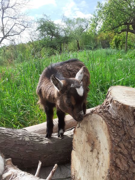 foto 5 Aluguer de frias entre particulares Grardmer chalet Lorena Vosges