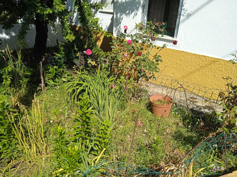 foto 9 Aluguer de férias entre particulares Évora maison Alentejo  Jardim