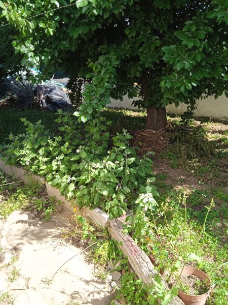 foto 21 Aluguer de férias entre particulares Évora maison Alentejo  Jardim