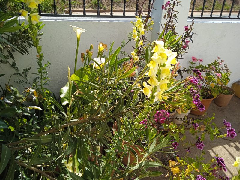 foto 27 Aluguer de férias entre particulares Évora maison Alentejo  Jardim