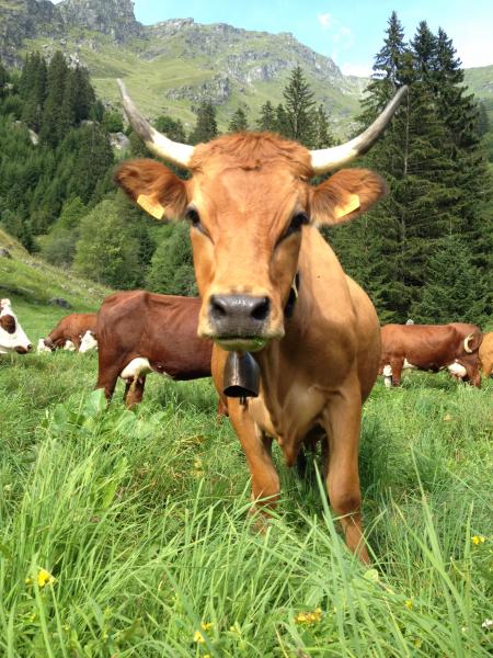 foto 19 Aluguer de frias entre particulares Champagny en Vanoise appartement Rdano-Alpes Sabia