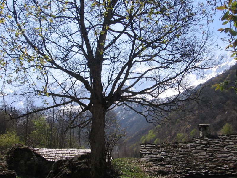 foto 1 Aluguer de frias entre particulares Champagny en Vanoise appartement Rdano-Alpes Sabia