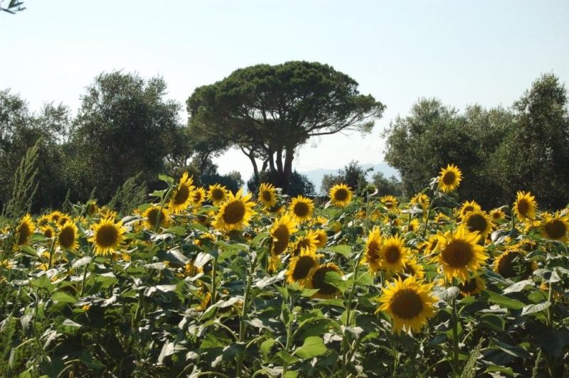 foto 12 Aluguer de frias entre particulares Principina a Mare studio Toscana Grosseto (provncia de) Vista dos arredores