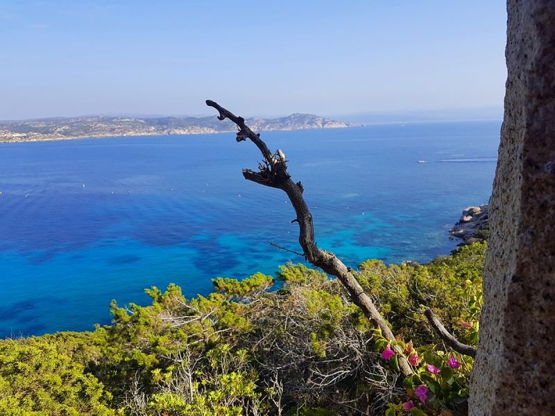 foto 4 Aluguer de frias entre particulares Santa Teresa di Gallura villa Sardenha Olbia Tempio (provncia de) Vista do terrao