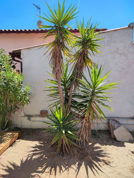 foto 13 Aluguer de frias entre particulares Portiragnes villa Languedoc-Roussillon Hrault Jardim