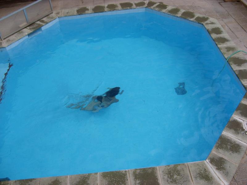 foto 1 Aluguer de frias entre particulares Puerto Pollensa appartement Baleares Maiorca Piscina