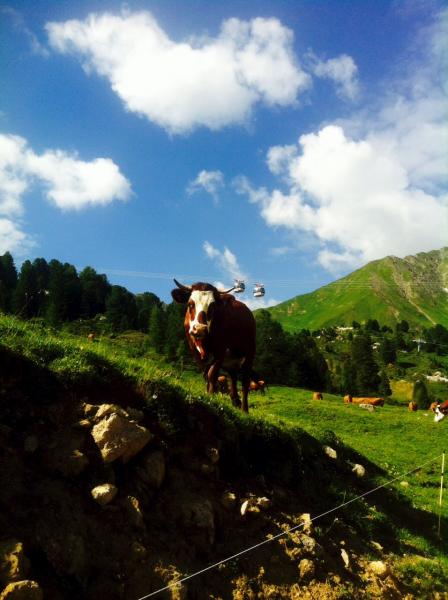 foto 13 Aluguer de frias entre particulares La Plagne appartement Rdano-Alpes Sabia Outras