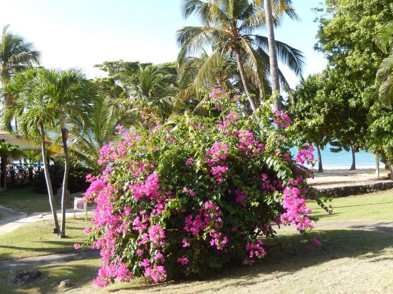 foto 26 Aluguer de férias entre particulares Saint Francois appartement Grande Terre  Praia