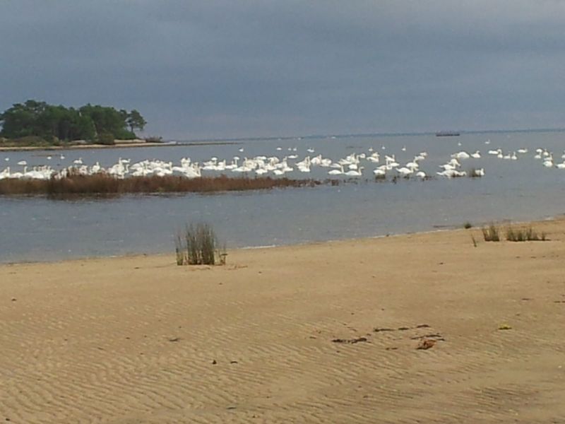 foto 17 Aluguer de frias entre particulares Andernos les Bains maison Aquitnia Gironda Vista dos arredores