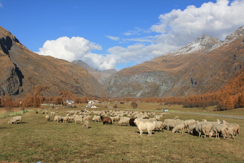 foto 14 Aluguer de frias entre particulares Val Cenis appartement Rdano-Alpes Sabia Outras