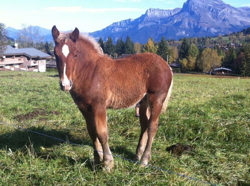 foto 15 Aluguer de frias entre particulares Megve chalet Rdano-Alpes Alta Sabia