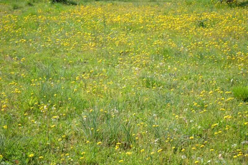 foto 14 Aluguer de frias entre particulares Saint-Cirq-Lapopie gite Midi-Pyrnes Lot Vista desde do alojamento