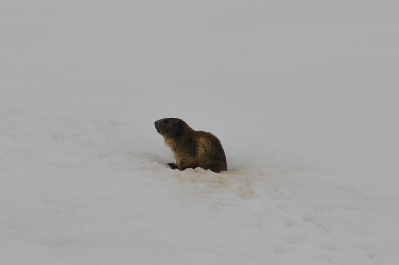 foto 13 Aluguer de frias entre particulares La Plagne studio Rdano-Alpes Sabia