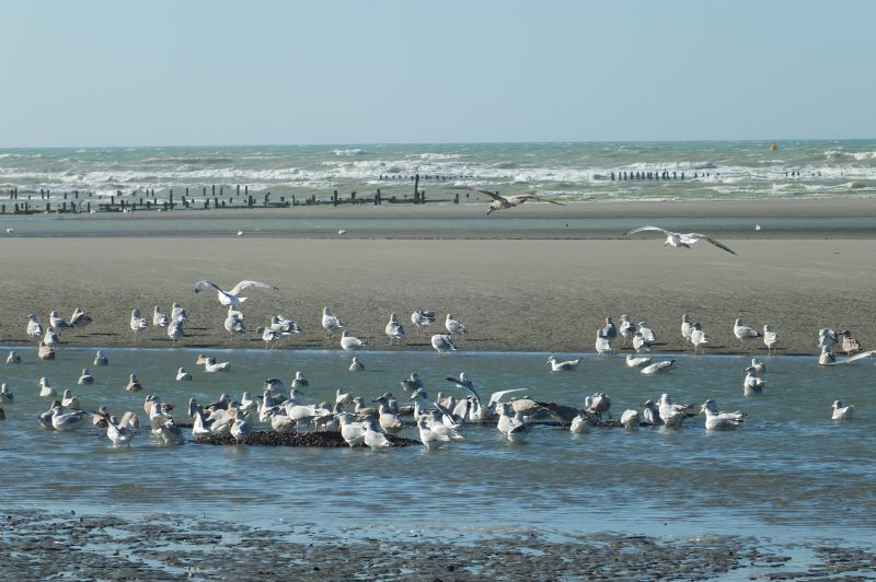 foto 12 Aluguer de férias entre particulares Le Crotoy appartement Picardie Somme Praia