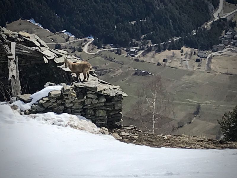 foto 21 Aluguer de frias entre particulares Termignon la Vanoise appartement Rdano-Alpes Sabia