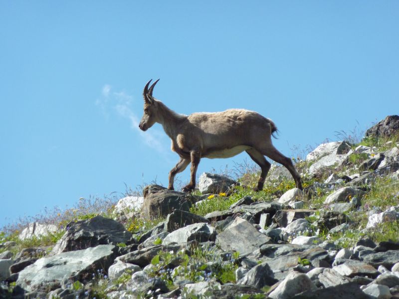 foto 22 Aluguer de frias entre particulares Pralognan la Vanoise appartement Rdano-Alpes Sabia Outras