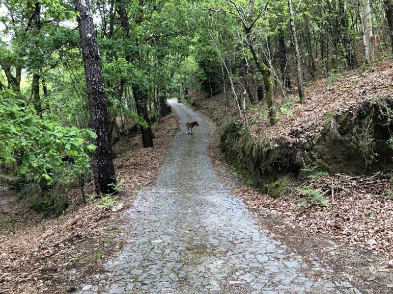 foto 9 Aluguer de frias entre particulares Vieira do Minho gite Entre Douro e Minho