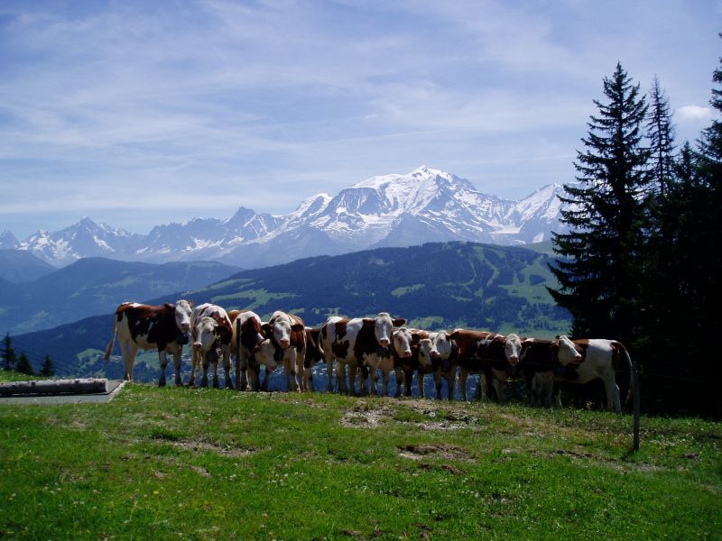 foto 18 Aluguer de férias entre particulares Combloux appartement Ródano-Alpes Alta Sabóia