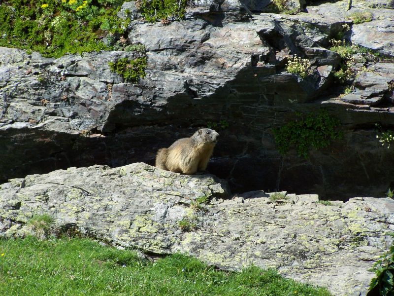 foto 18 Aluguer de frias entre particulares Saint Lary Soulan appartement Midi-Pyrnes Altos Pirineus Outras