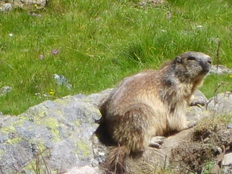 foto 19 Aluguer de férias entre particulares Piau Engaly appartement Midi-Pyrénées Altos Pirineus