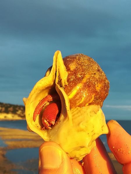 foto 22 Aluguer de férias entre particulares Porto Pollo maison Córsega Córsega do Sul Outras