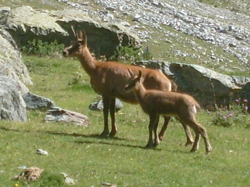 foto 19 Aluguer de férias entre particulares Piau Engaly appartement Midi-Pyrénées Altos Pirineus Outras