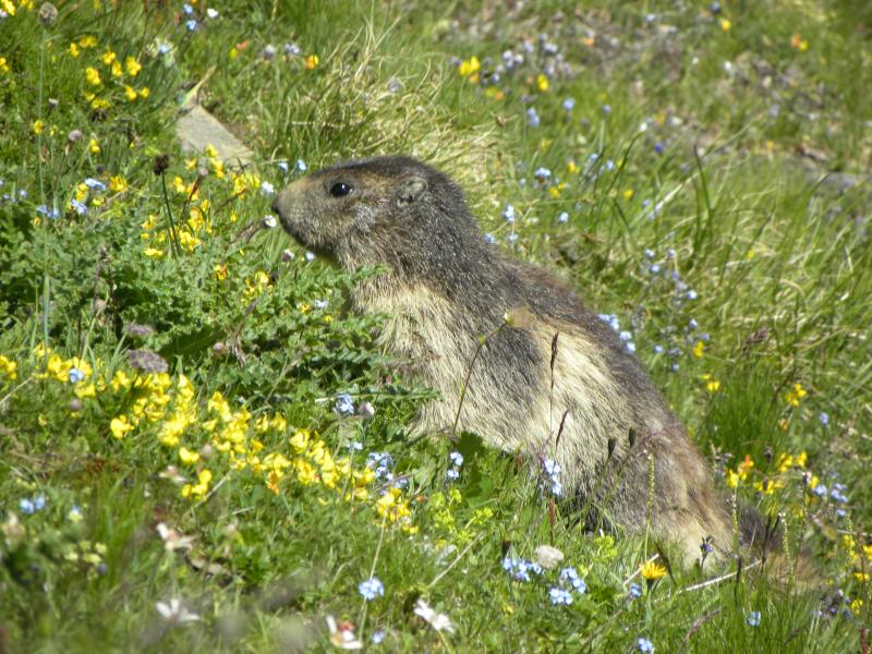 foto 28 Aluguer de frias entre particulares Tignes studio Rdano-Alpes Sabia