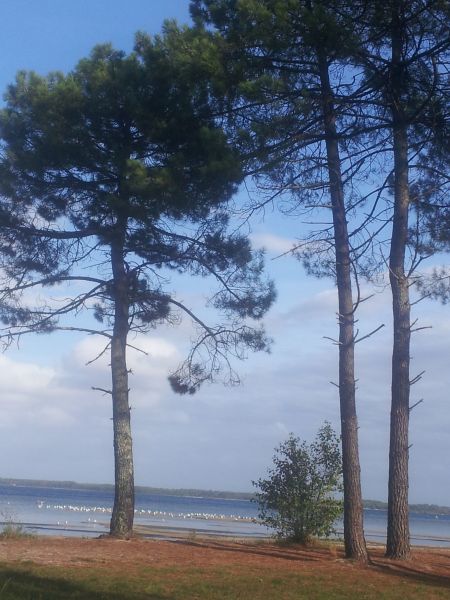 foto 14 Aluguer de férias entre particulares Biscarrosse studio Aquitânia Landes Vista dos arredores