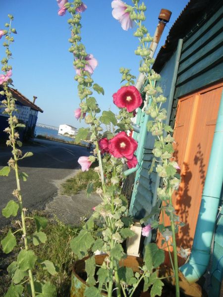 foto 14 Aluguer de frias entre particulares Le Chteau d'Olron maison Poitou-Charentes Charente-Maritime