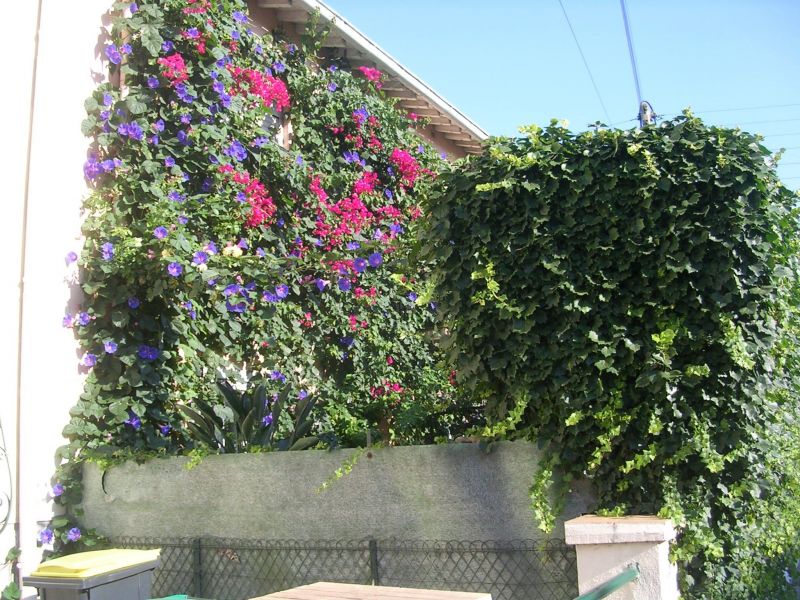 foto 1 Aluguer de férias entre particulares Perpignan maison Languedoc-Roussillon Pirineus Orientais Varanda