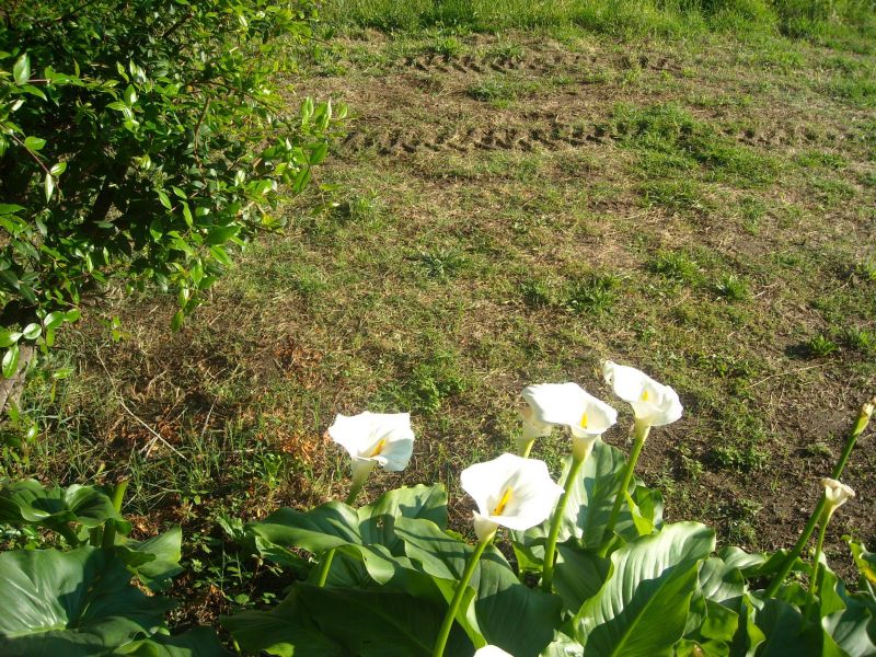 foto 9 Aluguer de férias entre particulares Porto Pollo villa Córsega Córsega do Sul Jardim