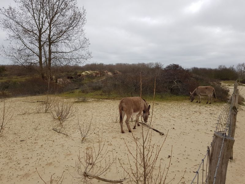 foto 15 Aluguer de férias entre particulares La Panne studio Flandres ocidental  Vista dos arredores