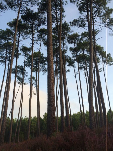 foto 21 Aluguer de frias entre particulares Moliets maison Aquitnia Landes Outras