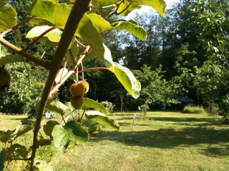 foto 13 Aluguer de frias entre particulares Bergerac gite Aquitnia Dordogne Jardim