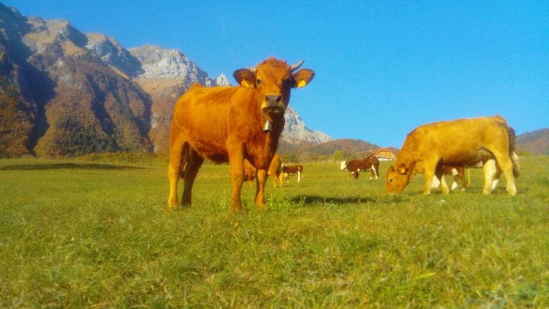 foto 14 Aluguer de frias entre particulares Albertville gite Rdano-Alpes Sabia Vista dos arredores