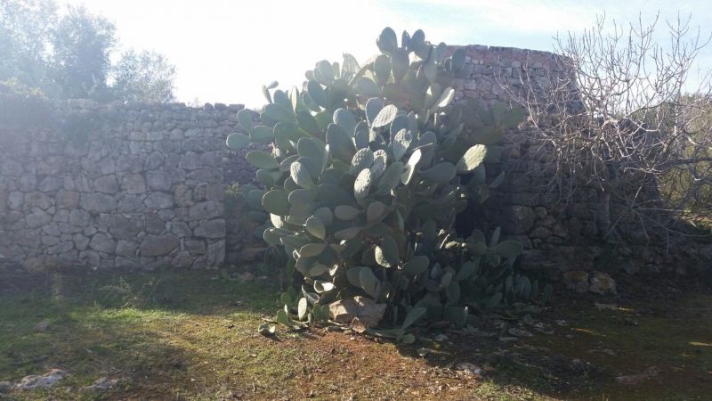 foto 9 Aluguer de frias entre particulares Gallipoli villa Puglia Lecce (provncia de)