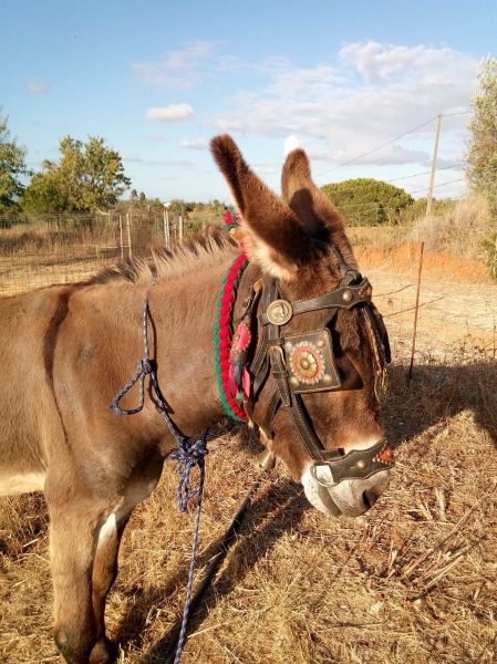 foto 20 Aluguer de frias entre particulares Armao de Pera gite Algarve