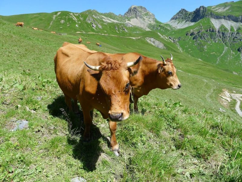 foto 14 Aluguer de frias entre particulares Les Saisies appartement Rdano-Alpes Sabia