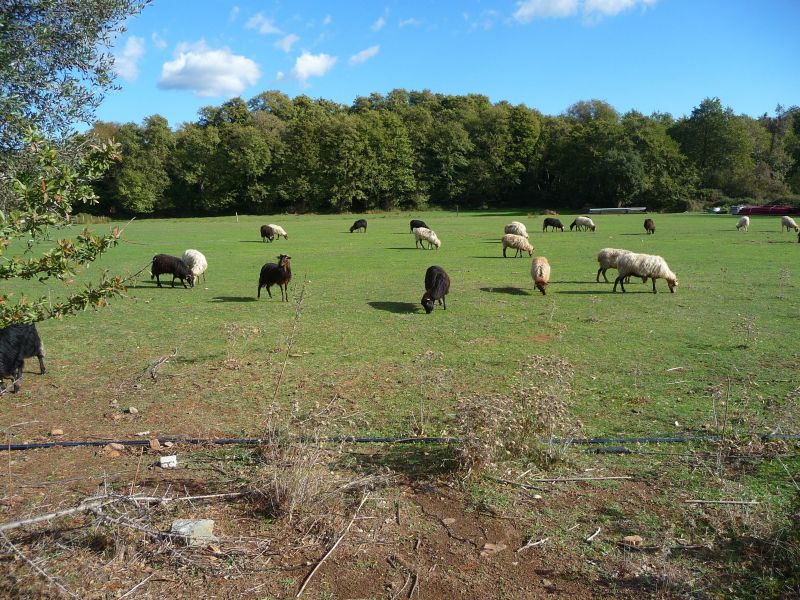 foto 4 Aluguer de frias entre particulares Porto Vecchio maison Crsega Crsega do Sul