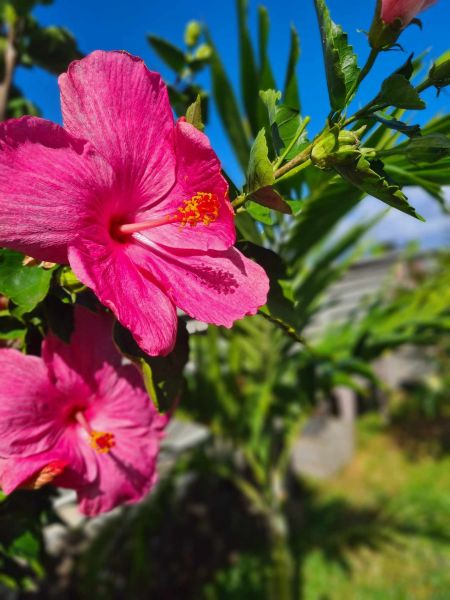 foto 6 Aluguer de férias entre particulares Saint Pierre (Réunion) bungalow   Jardim