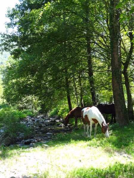 foto 20 Aluguer de férias entre particulares Tarascon sur Ariège gite Midi-Pyrénées Ariège Vista dos arredores