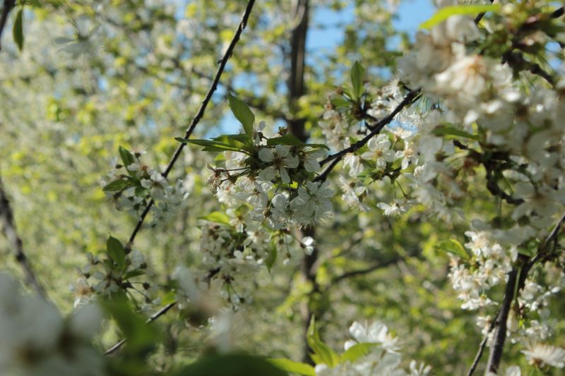 foto 6 Aluguer de frias entre particulares Ascoli Piceno gite Marche Ascoli Piceno (provncia de) Jardim