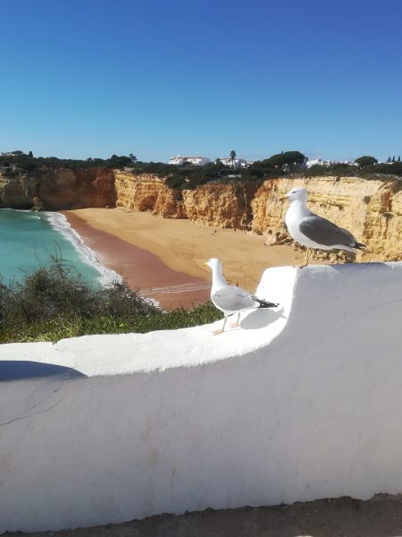 foto 7 Aluguer de frias entre particulares Porches studio Algarve  Praia