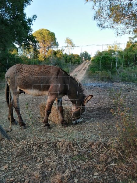 foto 25 Aluguer de frias entre particulares Armao de Pera gite Algarve